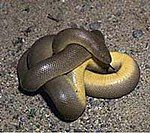 Rubber Boa