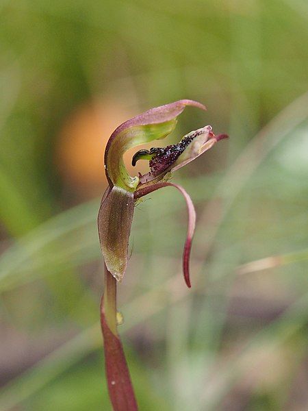 File:Chiloglottis anaticeps.jpg