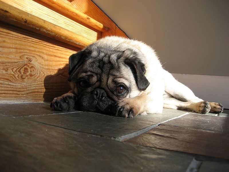 File:Chuggerpug.jpg