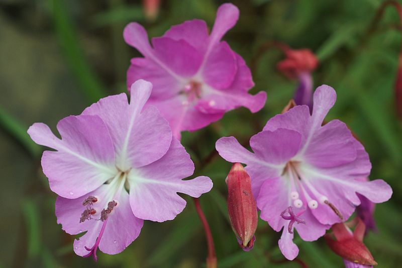 File:Clarkia breweri.jpg