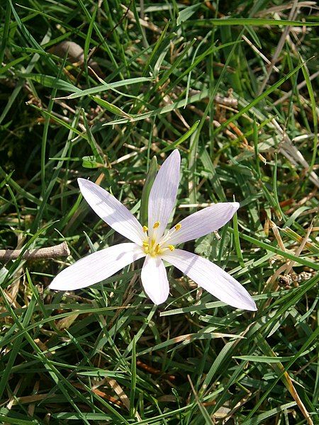 File:Colchicum hungaricum 2021.JPG