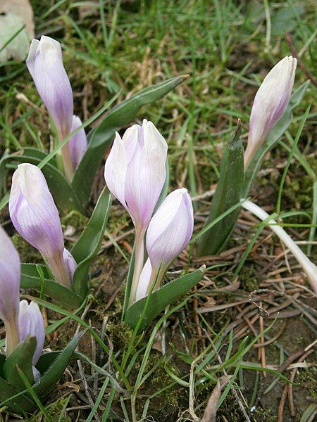 File:Colchicum hungaricum clump2.jpg