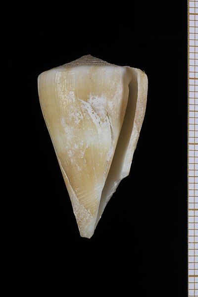 File:Conus bondarevi (MNHN-IM-2013-62929).jpeg