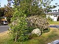 An Escallonia cultivar as a roadside planting