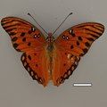 Pinned D. vanillae from Central GA (scale bar: 1 cm)