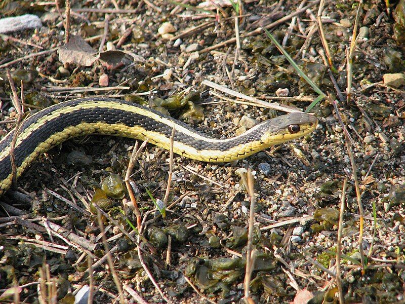 File:Eastern Garter Snake.jpg