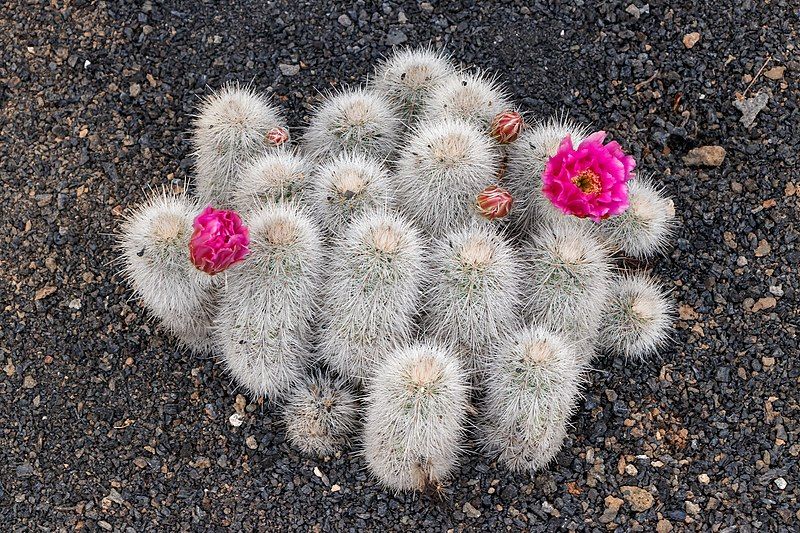 File:Echinocereus nivosus 01.jpg