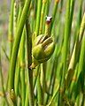 Ephedra viridis