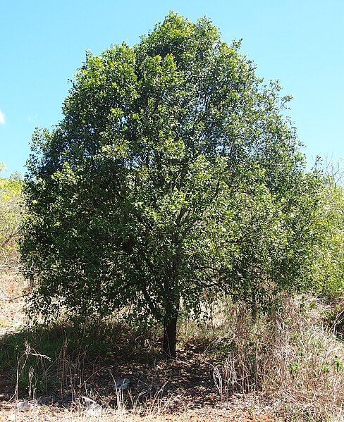 File:Exocarpos latifolius.jpg