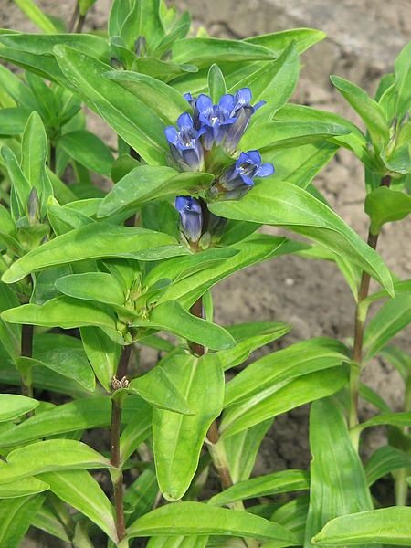 File:Gentiana cruciata01.jpg