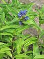 Gentiana cruciata