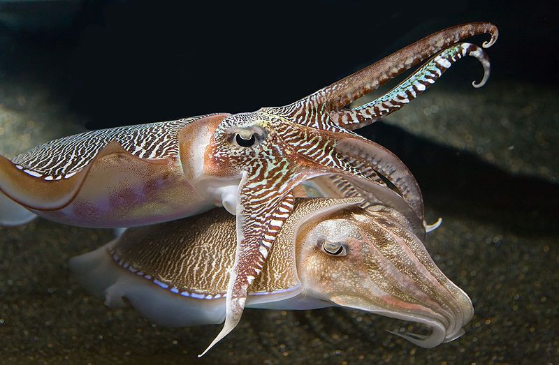 File:Georgia-Aquarium-Cuttlefish-RZ.jpg