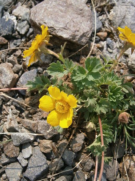 File:Geum reptans 006.JPG