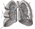 Air enters and leaves the lungs via a conduit of cartilaginous passageways—the bronchi and bronchioles. In this image, lung tissue has been dissected away to reveal the bronchioles[38]