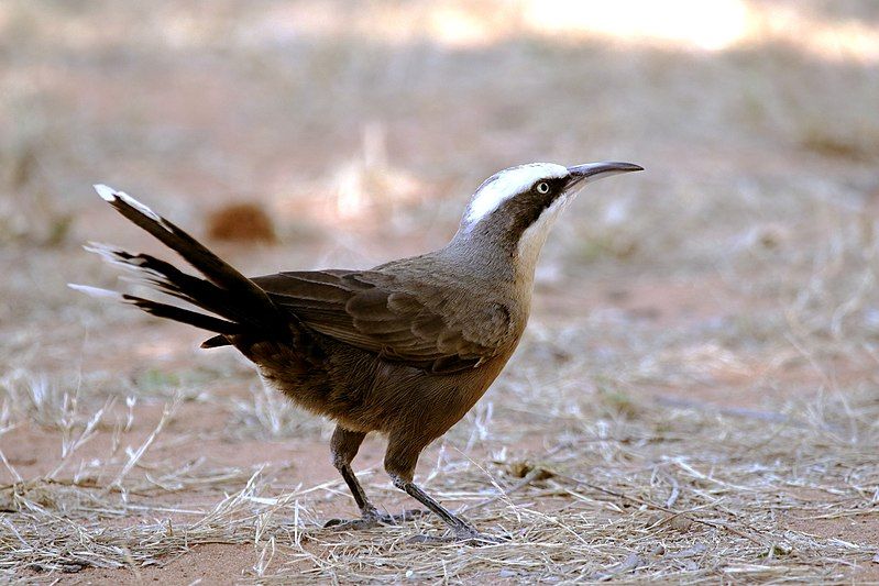 File:Grey-crowned Babbler 3488.jpg