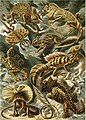 Haeckel's lizards, former FP candidate