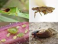 Hemiptera