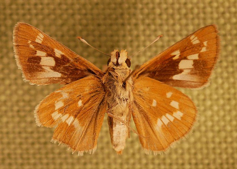 File:Hesperia leonardus Bruce.jpg