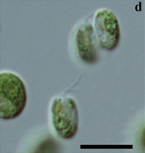 File:Heterochlamydomonas uralensis 1E.png