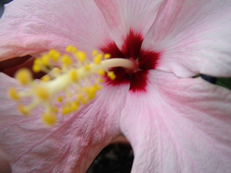 File:Hibiscus.jpg