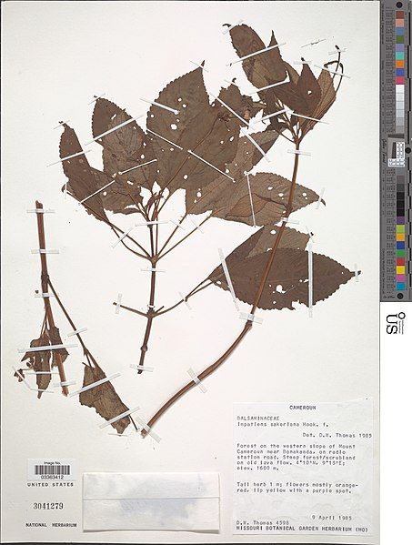 File:Impatiens sakeriana-NMNH-03363412.jpg