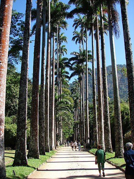 File:Imperial palm trees.JPG