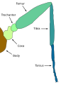 Image 30Diagram of a typical insect leg (from Insect morphology)