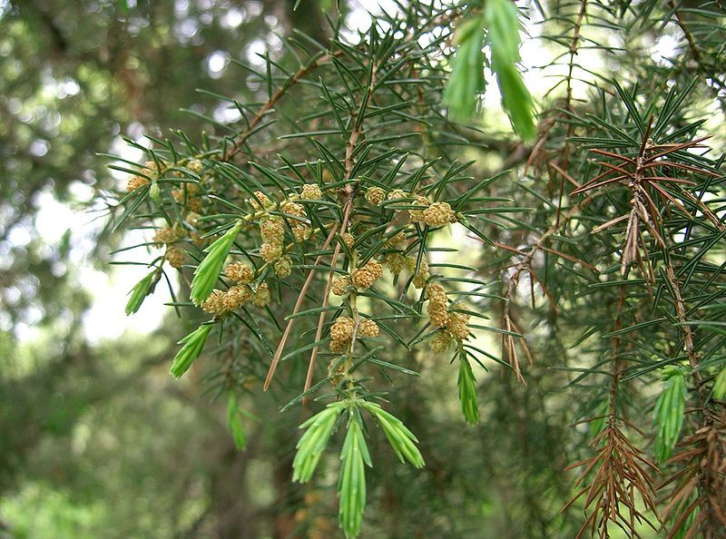 File:Juniperus rigida5.jpg