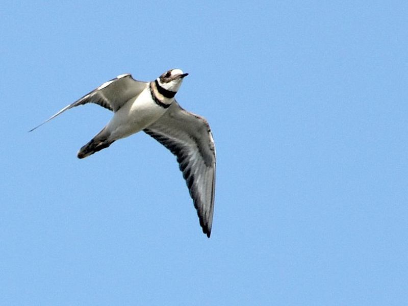 File:Kildeer (6316766771).jpg