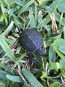 Hatchling carapace, Florida