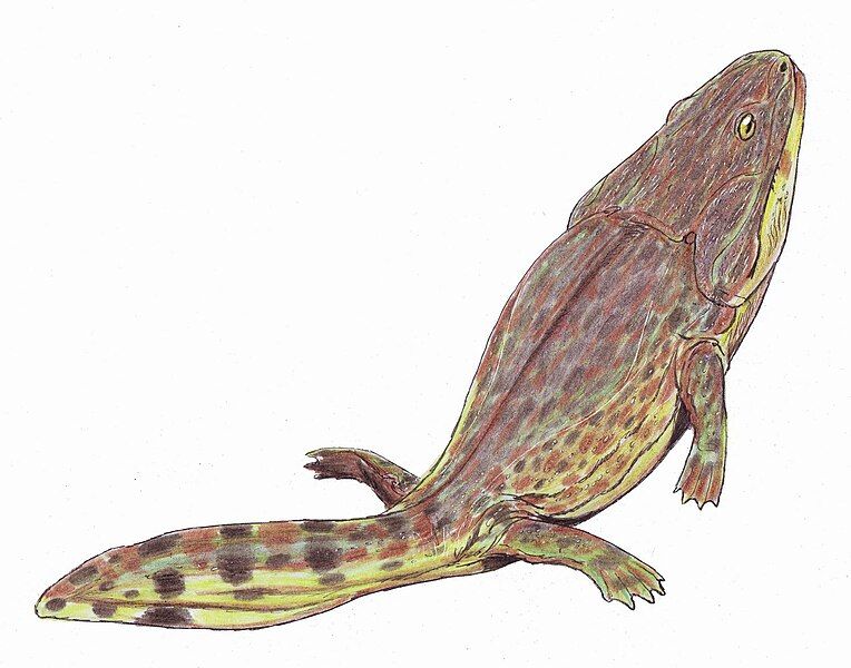 File:Koskinonodon bakeri1DB.jpg