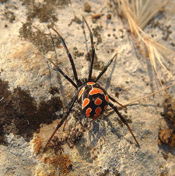 File:Latrodectus tredecimguttatus female.jpg