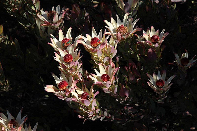 File:Leucadendron procerum 15927791.jpg