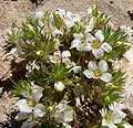 Linanthus demissus