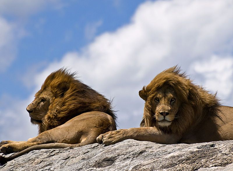 File:Lions on rock-2.jpg