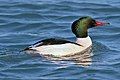 Common Merganser