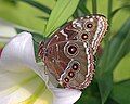 Blue Morpho ventral view