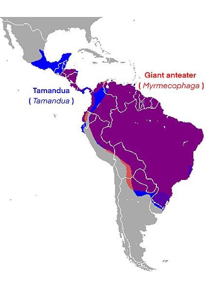 File:Myrmecophagidae range species.jpg