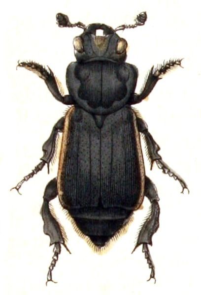 File:Nicrophorus.germanicus.-.calwer.09.08.jpg