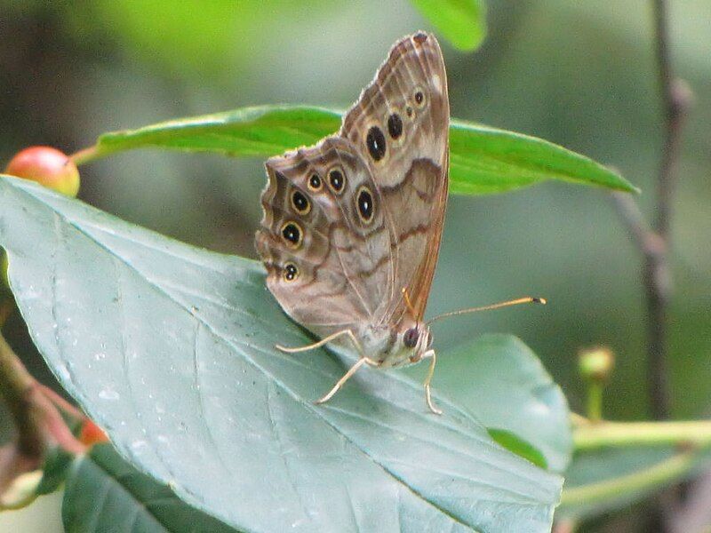 File:Northern Pearly-eye.jpg