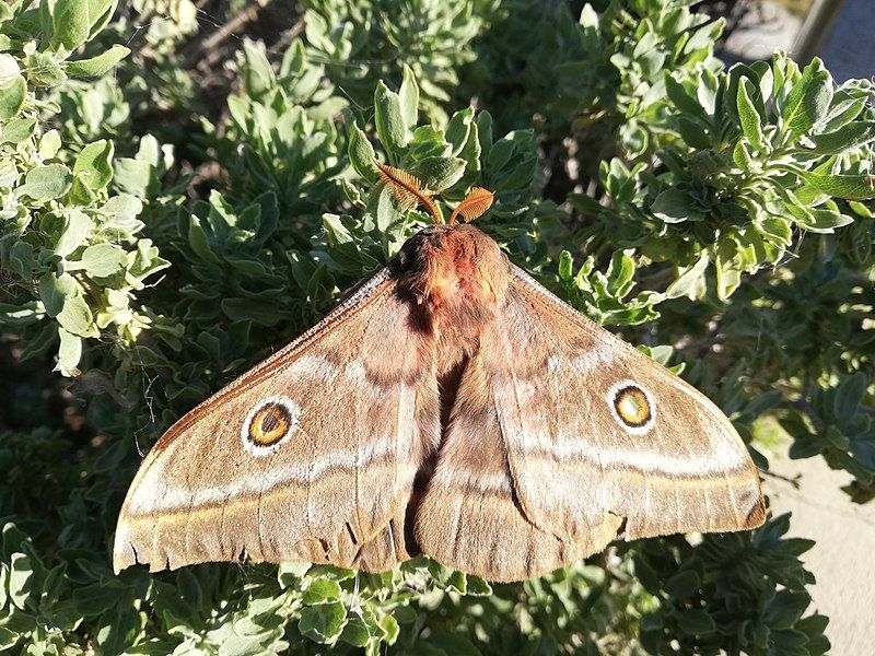 File:Nudaurelia cytherea.jpg