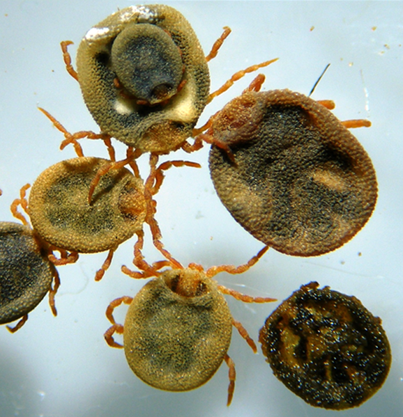 File:Nuttalliella namaqua cropped.png