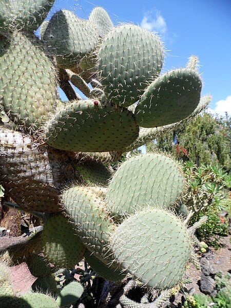 File:Opuntia hyptiacantha kz2.JPG