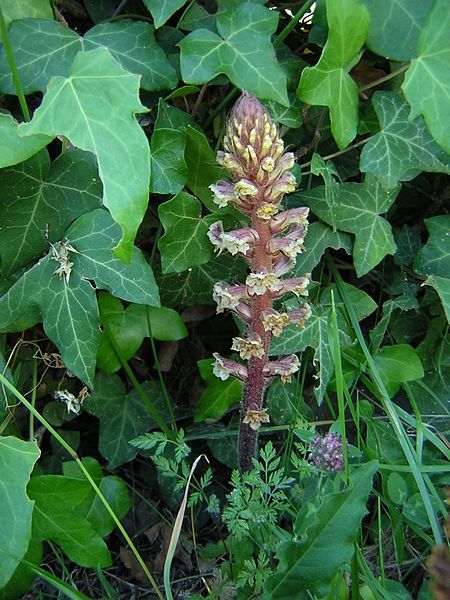 File:Orobanche hederae1.jpg