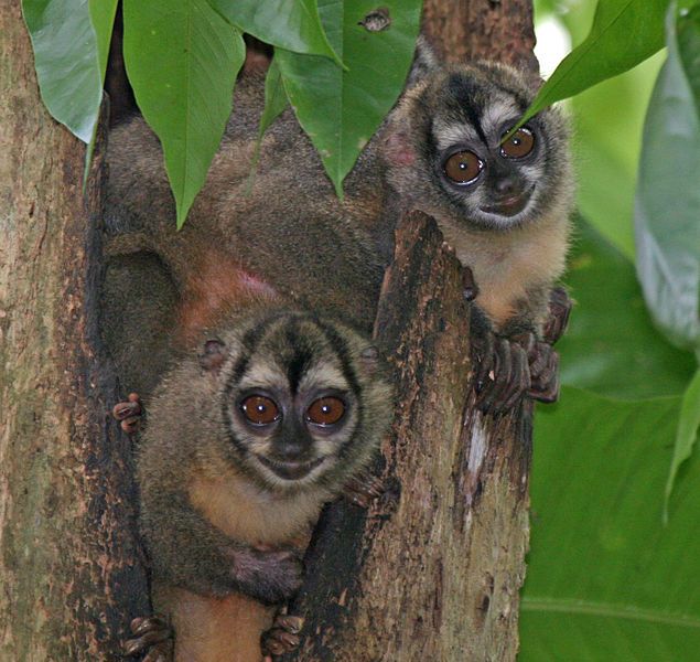 File:Panamanian Night Monkeys2.jpg