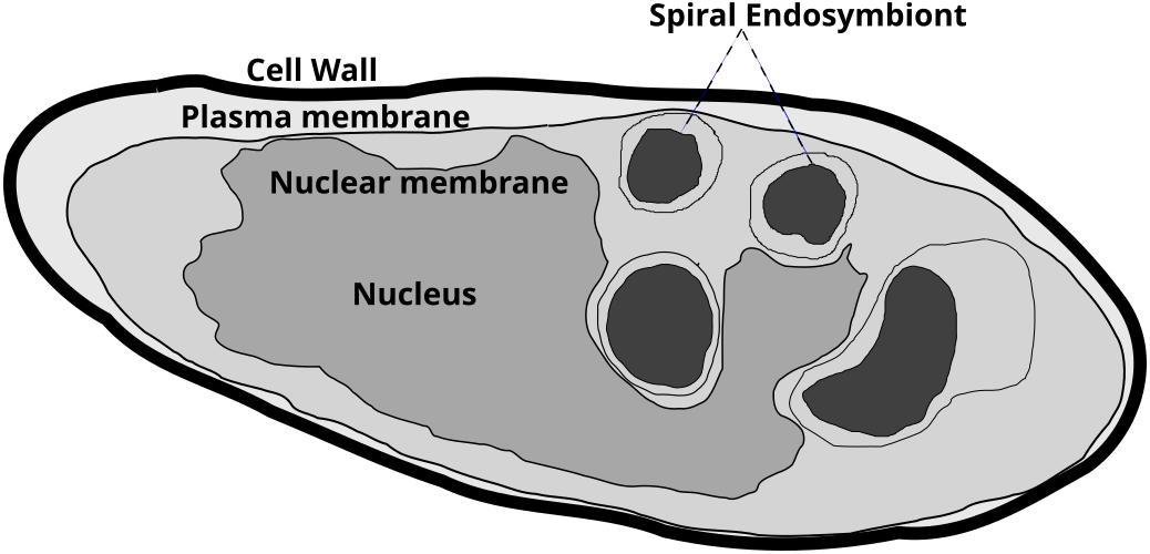 Parakaryon_myojinensis_drawing