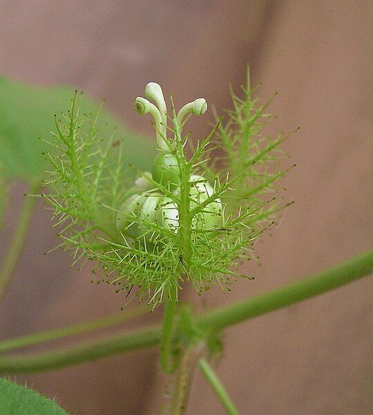 File:Passiflora bud.jpg