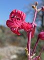 Penstemon utahensis