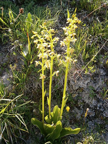 File:Platanthera chlorantha02.jpg