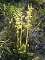 Platanthera chlorantha